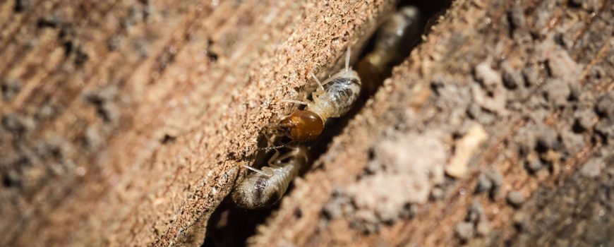 Termite Inspection Standards for 2020 – June 18, 2020